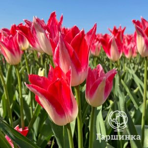 

Тюльпан Строуберри Романоф лилиецветный 4шт