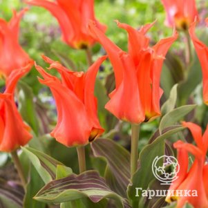 

Тюльпан Ригас Баррикадес Фостера 3шт