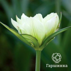 

Тюльпан Вайт Велли махровый поздний 2 шт