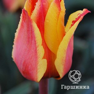 

Тюльпан Кейп Код Грейга 3шт