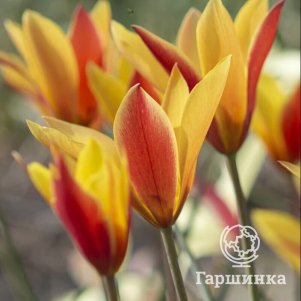 

Тюльпан Тубергенс Гем ботанический 10 шт