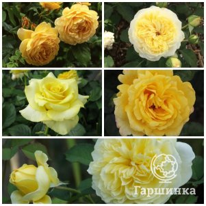 

Комплект роз Солнечный розарий