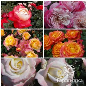 

Комплект роз Поэма цвета