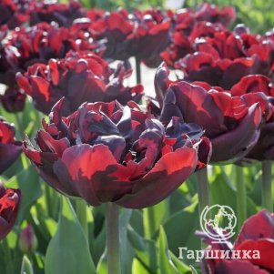 

Тюльпан Палмира махровый 5 шт