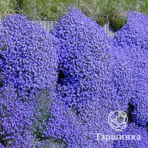 

Обриета Блю Бьюти