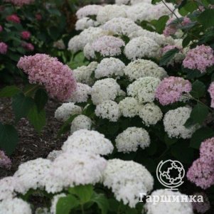 

Гортензия Белла Рагацца Бланчетта древовидная