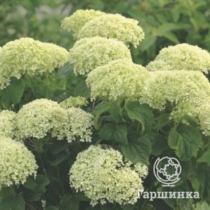 Гортензия Белла Рагацца Лиметта древовидная