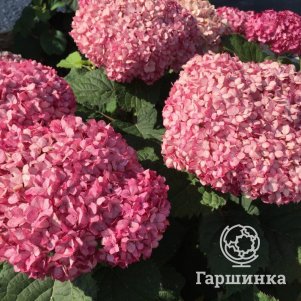 

Гортензия Белла Рагацца Муветта древовидная