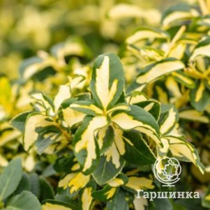 Бересклет Форчуна Санспот