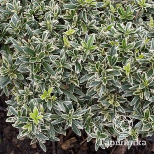 

Бересклет Макрофиллус Альбовариегата японский