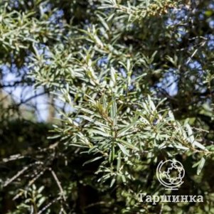 

Облепиха крушиновидная Хикул