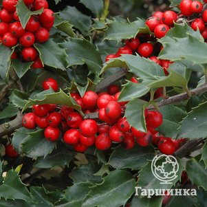 

Падуб Мезерва Джингл Берри