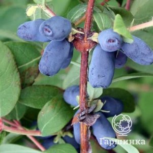 Жимолость Блю Форест камчатская