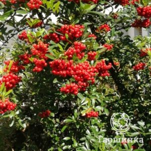 

Пираканта Ред Стар