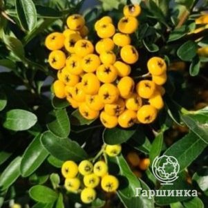 Пираканта Санни Стар