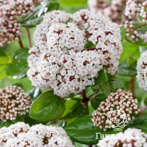 

Калина Рок-Н-Ролл лавролистная