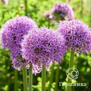 Лук декоративный Пати Балунз