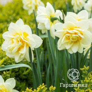 

Нарцисс Грейт Лип махровый 3 шт