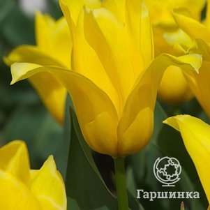 

Тюльпан Каун Джевел 3 шт.