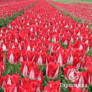 

Тюльпан Киссабл 3 шт