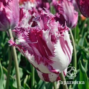 

Тюльпан Пурпл Циркус бахромчатый 3 шт