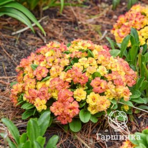 

Примула Беларина Нектарин