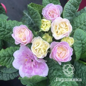 

Примула Беларина Пинк Шампань