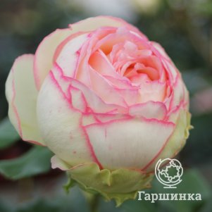 

Роза Бидермейер миниатюрная, Тантау