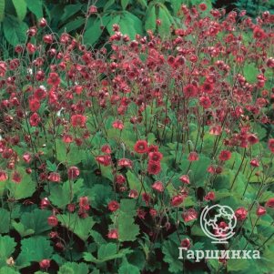 

Гравилат Леонардс Вариети