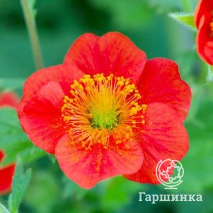 

Гравилат Кой