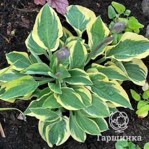 

Хоста Бедаззлед (SM)