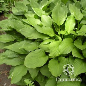 

Хоста Ундулата Эрромена волнистая (M)