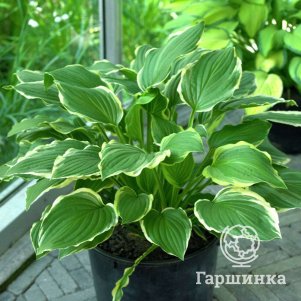 

Хоста Грин Голд (ML)