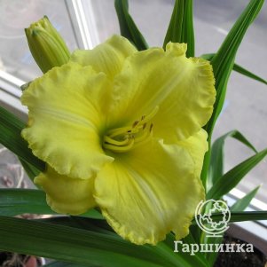 

Лилейник Анита Девис