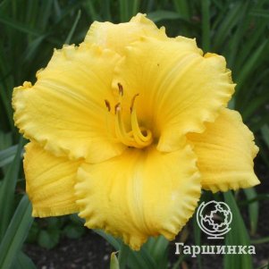 

Лилейник Атланта Элегант Чарм