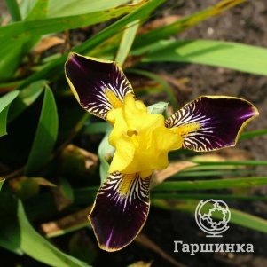 

Ирис бородатый Бамблби Дилайт
