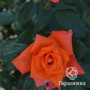 

Роза Дамсел чайно-гибридная, Imperial Rose
