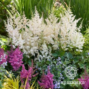 

Астильба Вижн ин Вайт Делайт