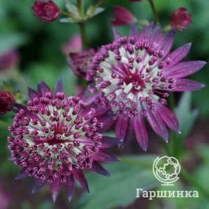 

Астранция Дак Шайни Айз