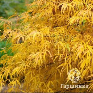 

Клен веерный Кото-но-ито