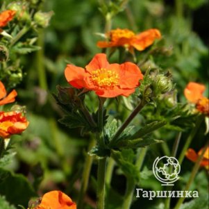 

Гравилат ярко-красный Борисии- Стрейн