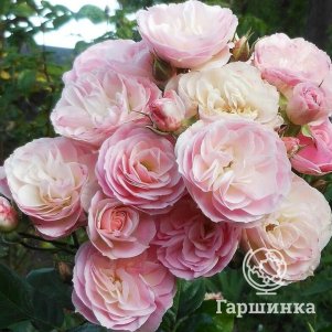 

Роза Букет Парфэ мускусная, Ленс