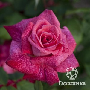 

Роза Пьер Карден, Мейян