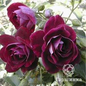 

Роза Бургунди Айс, Фрайер