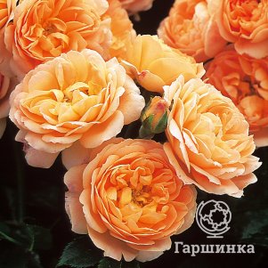 

Роза Свит Дрим, Фрайер