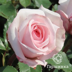 

Роза Бельмонте, Харкнесс
