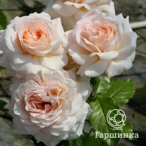 

Роза Чандоз Бьюти, Харкнесс