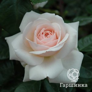 

Роза Пенни Лайн, Харкнесс (лиц)