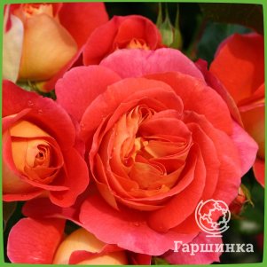 Роза Гебрюдер Гримм/Джоли Тамбур флорибунда, Кордес