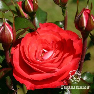 

Роза Плантен Ун Блюмен флорибунда, Кордес